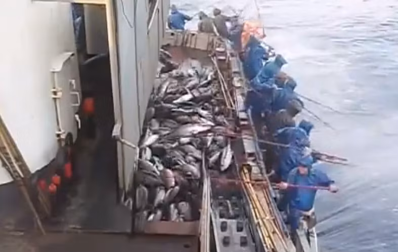 Chỉ trong nửa phút, khoang cá trên tàu đã gần đầy. Ảnh: cắt từ clip của Minashops.