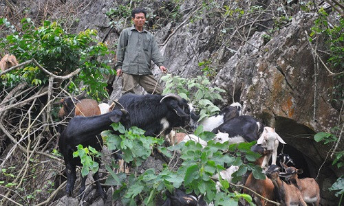 Sau nhiều năm khai hoang, đến nay ông sở hữu đàn dê gần 200 con với đủ các giống. Ước tính, ông sở hữu số tài sản trị giá hàng tỷ đồng. Ảnh: Dân Việt.