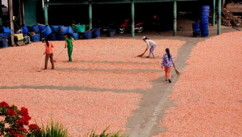 Dù là sấy hay phơi tôm đều phải đảo đều cho khô từ đầu đến đuôi. Tôm phơi dưới nắng to sẽ giữ được màu đỏ và thịt săn chắc hơn. Ảnh: Dulichnangmoi.
