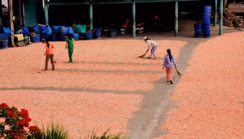 Dù là sấy hay phơi tôm đều phải đảo đều cho khô từ đầu đến đuôi. Tôm phơi dưới nắng to sẽ giữ được màu đỏ và thịt săn chắc hơn. Ảnh: Dulichnangmoi.