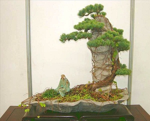 Với bộ rễ dài, chắc khỏe, chủ nhân đã biến tấu thành bonsai ôm đá lạ mắt. Ảnh: AgriMark.