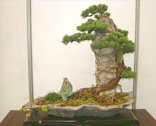 Với bộ rễ dài, chắc khỏe, chủ nhân đã biến tấu thành bonsai ôm đá lạ mắt. Ảnh: AgriMark.
