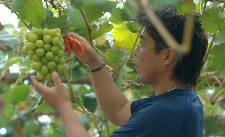 Nho được trồng rất công phu, theo từng quy chuẩn nghiêm ngặt. Ảnh: MomoBud.