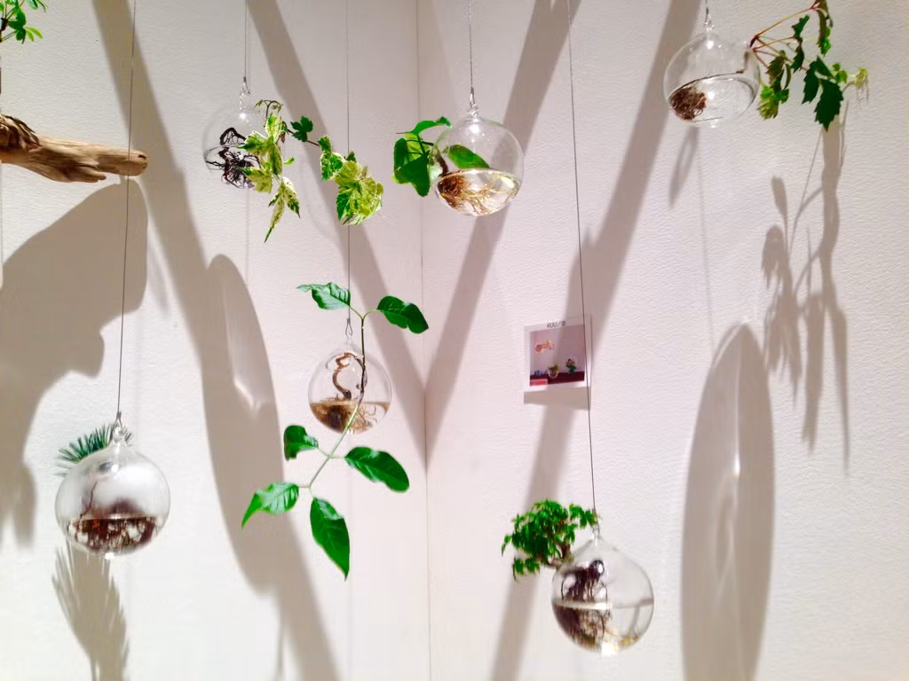 Chậu bonsai thủy canh treo đẹp mê ly. Ảnh: Aquabonsai.