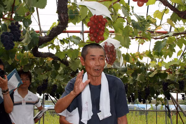 Tuy nhiên đến năm 2004, giống nho này mới chính thức được công bố. Ảnh: Rakuten.