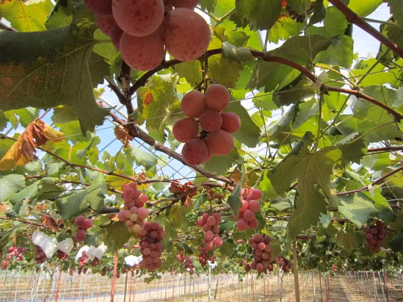 Vỏ quả nho màu đỏ anh đào, các quả chín đều và căng mọng. Ảnh: Hot-ishikawa.