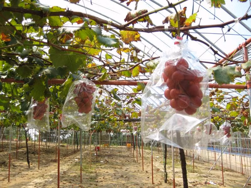 Từ năm 1992, các kỹ sư nông nghiệp Nhật Bản bắt đầu quá trình lai tạo hạt giống nho siêu đắt này. Ảnh: Hot-ishikawa.