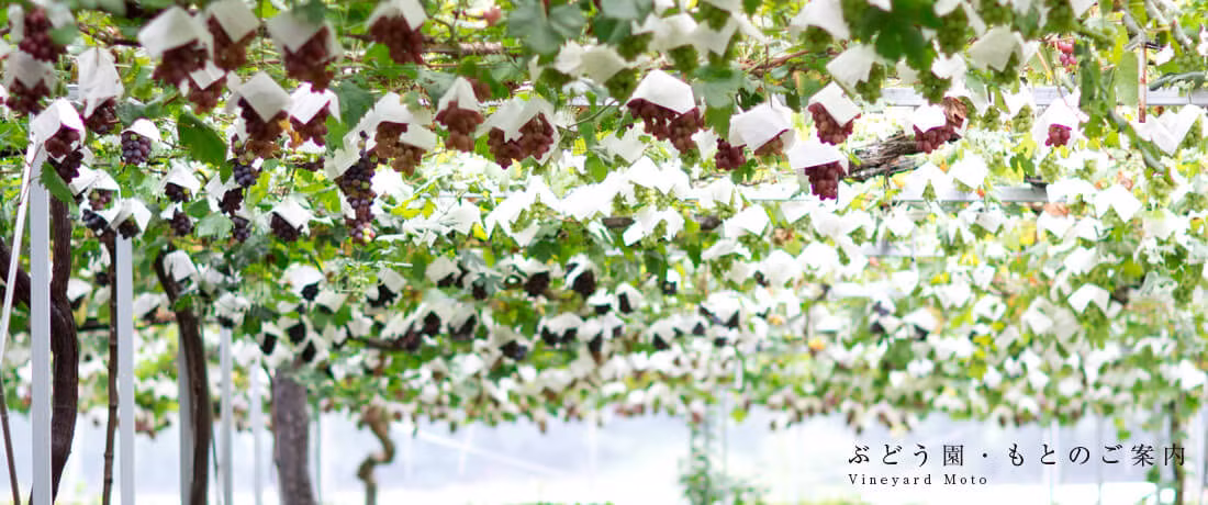 Những chùm nho được bảo vệ cẩn thận tránh mọi tác động xấu từ bên ngoài. Ảnh: Budoo.