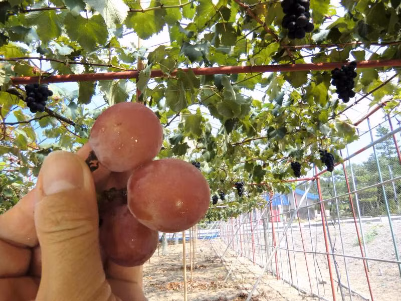 Nho Ruby Roman chỉ được trồng ở tỉnh Ishikawa, khu vực miền bắc Nhật Bản chuyên về trồng cây. Ảnh: Hot-ishikawa.