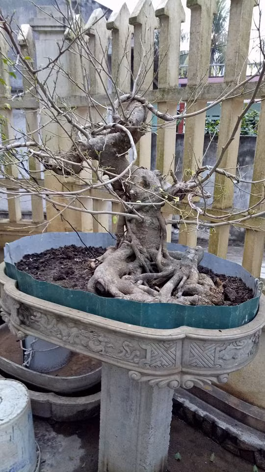 Sanh nam điền bonsai huyền thoại.