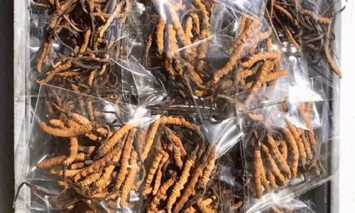 Nhiều người chi tiền tỷ để đặt mua đông trùng hạ thảo Tây Tạng làm quà biếu Tết