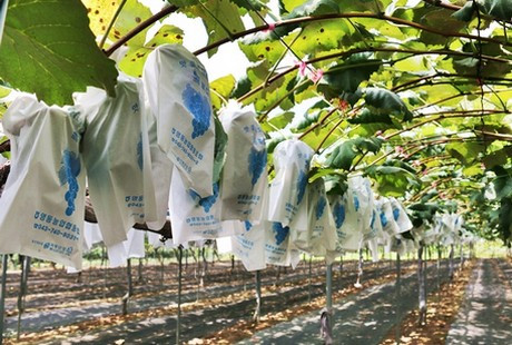 Thông thường, vào mùa cây ra trái, người làm phải cắt bỏ 40-50% số chùm nho trong giàn để đảm bảo đủ chất lượng và tiêu chuẩn. Ảnh: Freshplaza.