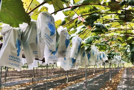 Thông thường, vào mùa cây ra trái, người làm phải cắt bỏ 40-50% số chùm nho trong giàn để đảm bảo đủ chất lượng và tiêu chuẩn. Ảnh: Freshplaza.