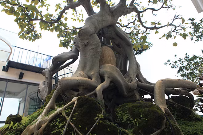 "Sau khi chuyển nhượng tác phẩm này ở Bình Định, cây còn chưa kịp đưa lên xe mang về Hà Nội đã có người muốn mua lại với giá gấp đôi, nhưng tôi đã từ chối", ông Thọ cho hay.