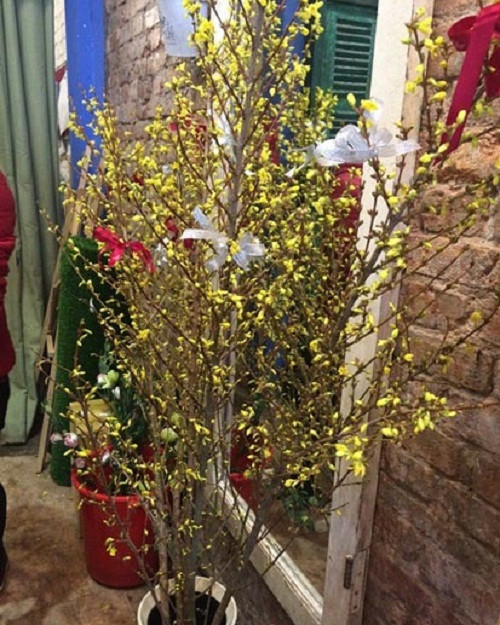 Năm ngoái, hoa mai Mỹ từng gây sốt thị trường Tết Việt Nam, với giá cao hơn năm nay một chút khoảng 350.000 đồng/cành. Ảnh: Infonet.