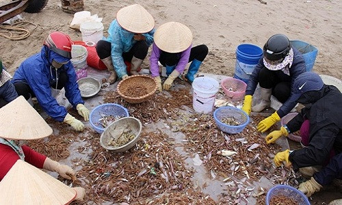 Nhiều ngư dân mỗi ngày bắt được hơn 1 tạ tôm. Với giá bán 25.000 đồng/kg, sau 1 chuyến ra khơi cho thu nhập khoảng 3 triệu đồng. (Ảnh: Báo NNVN)