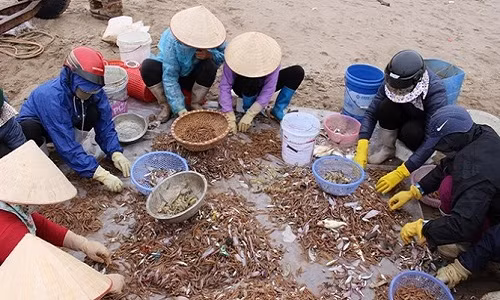 Nhiều ngư dân mỗi ngày bắt được hơn 1 tạ tôm. Với giá bán 25.000 đồng/kg, sau 1 chuyến ra khơi cho thu nhập khoảng 3 triệu đồng. (Ảnh: Báo NNVN)