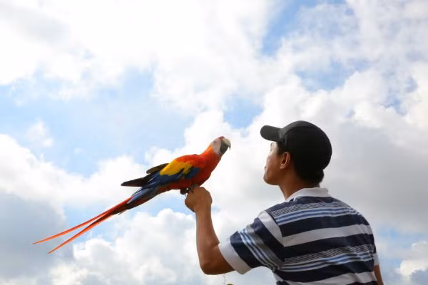 Vẹt được tắm nắng sẽ có bộ lông sặc sỡ hơn. Ảnh: Thesaigontimes.