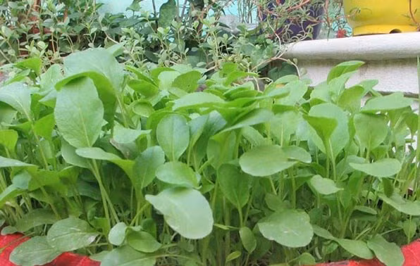 Trong quá trình chăm sóc, cần lưu ý tỉa thưa sớm để tránh hiện tượng thối nhũn gốc. Ảnh: KH&amp;PT.