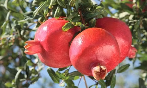 Mùa thu hoạch lựu ở đây bắt đầu sau mùa hè.