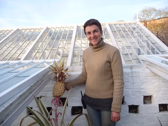 Dua dat "cat co" hon 300 trieu dong/qua co gi dac biet?