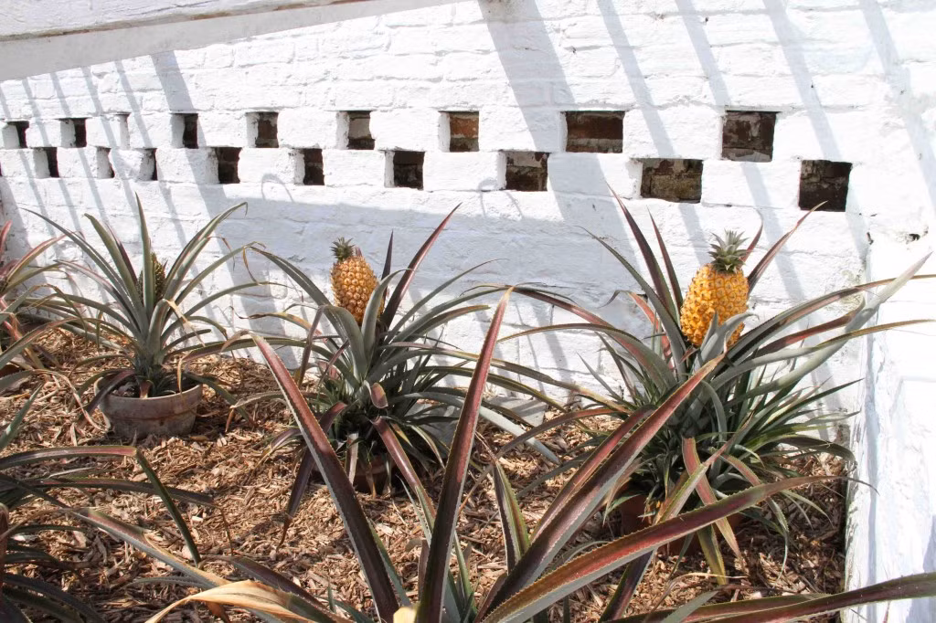 Chủ vườn thường sử dụng phân ngựa, rơm khô và nước tiểu của gia súc để bón cho cây. Ảnh: Mnogolok.