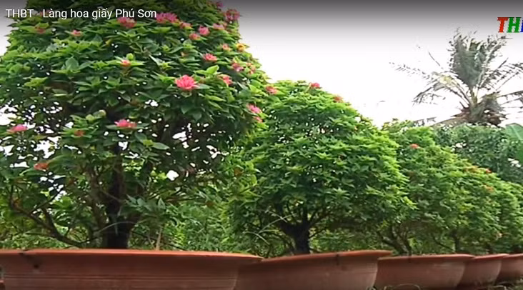 Cứ vào dịp Tết, người dân lại tất bật chuẩn bị. Ảnh: THBT.