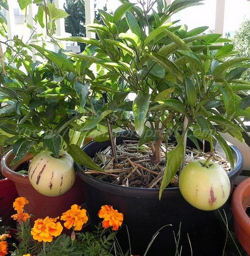 Loại dưa hấu pepino này vỏ mỏng và không có hạt. Ảnh: Printest.