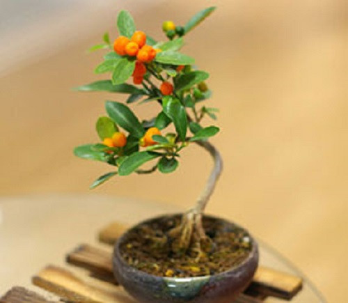 Quất bonsai phù hợp với mọi không gian nhà, góc nào cũng đẹp. Ảnh: Baodansinh.