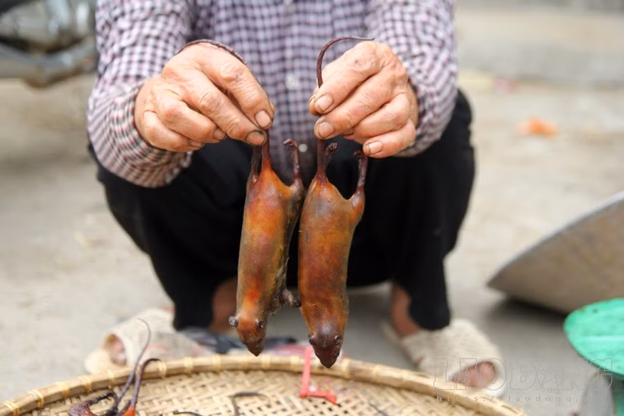 Để gom được chuột bán cho người dân, nhiều "thợ săn" phải sang các huyện khác để đặt bẫy chuột đồng, hoặc thu mua lại từ những người đi bắt chuột nhỏ lẻ. "Mấy năm nay, nhiều người bắt chuột nên lượng hàng trở nên khan hiếm. Chính vì vậy những đội đi săn thường phải lặn lội sang tận các cánh đồng ở Quốc Oai, Chương Mỹ… để tìm chuột”, bà Hoa - một người bán thịt chuột cho hay.