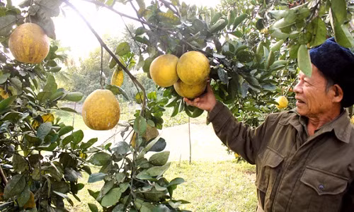 Năm nay, nhờ chăm bón tốt, đầu tư thời gian vun gốc, tỉa cành nên vườn bưởi của gia đình tôi nhiều quả và quả to đều hơn mọi năm.