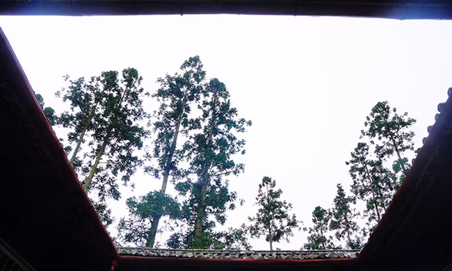 Hơn một thế kỷ trước, với nghề trồng và buôn thuốc phiện, dòng họ Vương đã thống lĩnh toàn bộ vùng cao nguyên rộng lớn ở Hà Giang. Và người đứng đầu họ Vương bấy giờ là Vương Chính Đức (1865 – 1947) được bà con dân tộc Mông gọi là vua Mèo.