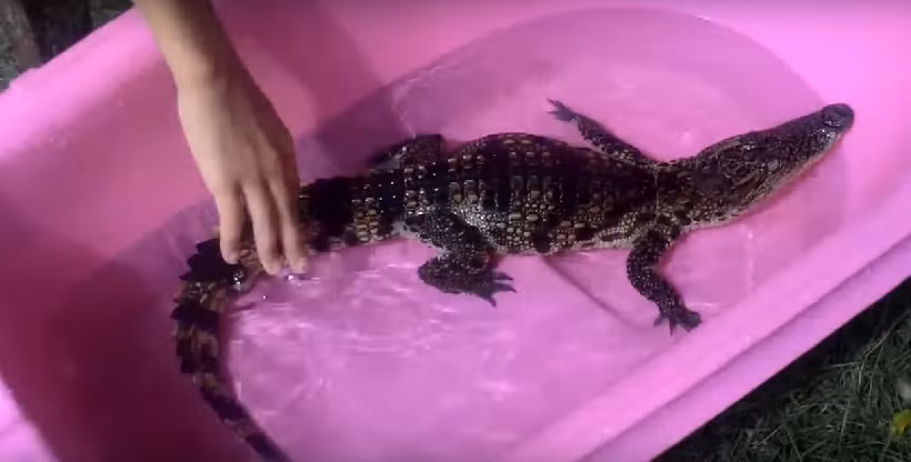 Để nuôi cá sấu cảnh, chủ nhân phải bỏ ra một số tiền không nhỏ để mua thức ăn ngon nhất cho thú cưng. Không chỉ có vậy, người nuôi còn phải lắp thêm hệ thống đèn sưởi cho cá sấu bớt lạnh. Ảnh: Youtube.