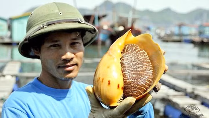 Một con ốc hoàng đế cỡ lớn được tìm thấy ở vùng biển Việt Nam. (Ảnh: tepbac)