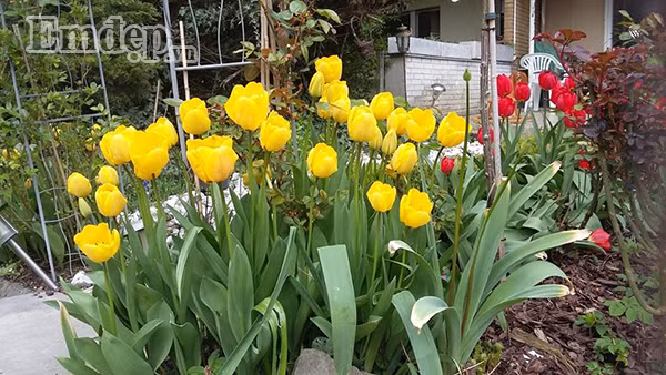 Hoa Tulip vàng rực rỡ.