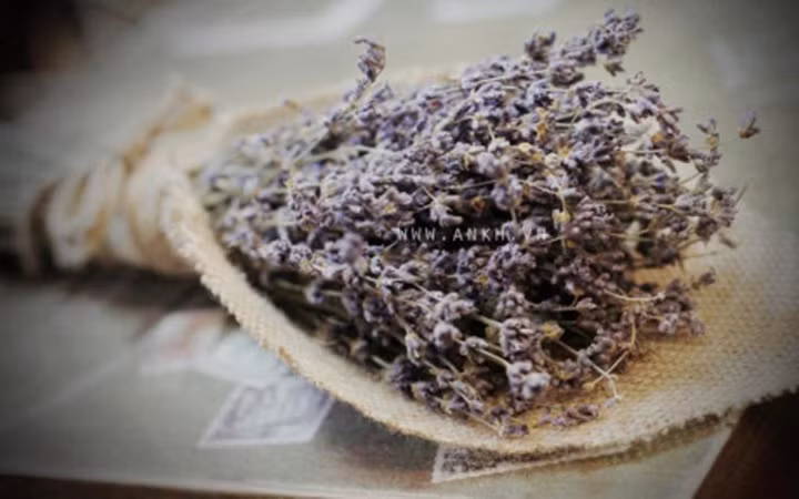 Có giá khoảng 300 - 400 nghìn đồng/bó 100 bông, hoa oải hương khô đang là món quà hút hồn chị em ngày 20/10 năm nay