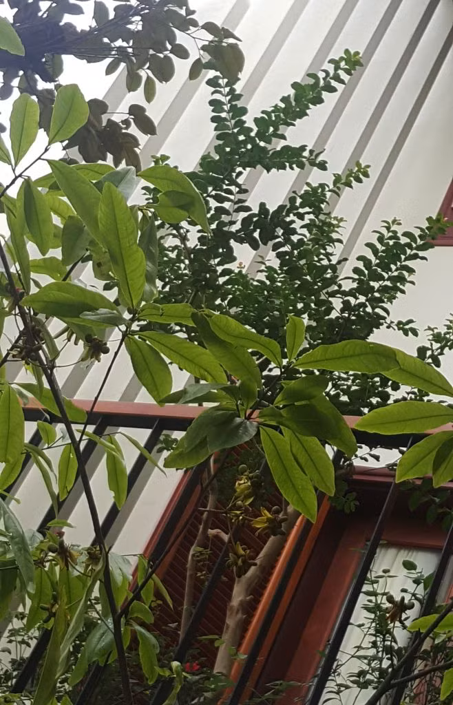 Cây xanh nhiều chủng loại. Phần lớn là các loại cây dễ trồng và lá xanh quanh năm nhưng hoa quả lại theo mùa.