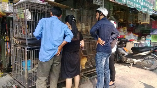 Hai bên đường là những lồng, cũi với tiếng chó mèo ồn ào. Tất cả các giống chó, mèo từ trong nước đến nhập ngoại đều có ở đây. Ảnh: Infonet.