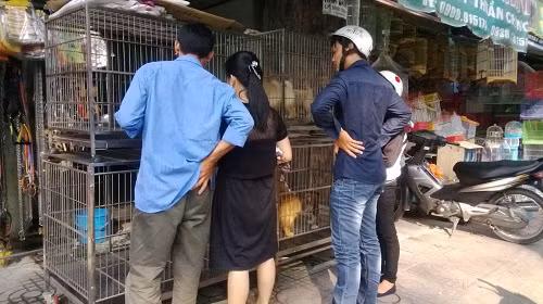 Hai bên đường là những lồng, cũi với tiếng chó mèo ồn ào. Tất cả các giống chó, mèo từ trong nước đến nhập ngoại đều có ở đây. Ảnh: Infonet.
