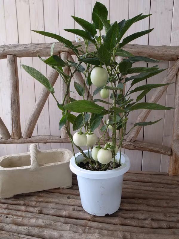 Trái nhỏ bằng nắm tay, khi xanh có màu trắng. Ảnh: Rakuten.