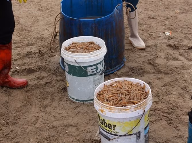 Theo người dân nơi đây, tôm được bán cho các cơ sở thu mua để làm nước mắm hoặc làm mắm tôm. (Ảnh: Báo NNVN)