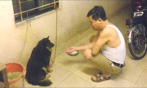 Hình ảnh bố sau khi say về nhà đòi bắt tay với con chó của một cư dân mạng khiến nhiều người phì cười.