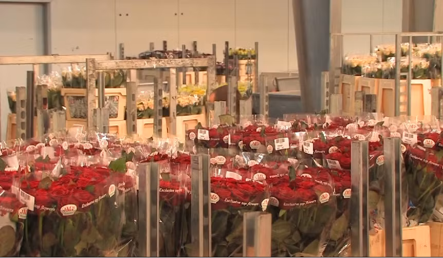 Điều kiện khí hậu và phân bón được kiểm soát qua máy tính.