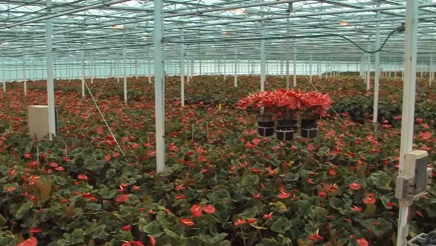 Mái che với các vòi phun áp lực cao. Vào mùa hè, nhà kính còn trang bị hệ thống làm mát.