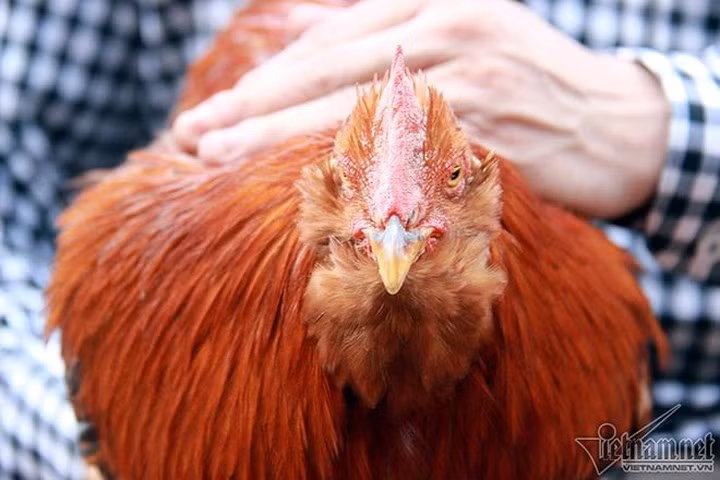 Loài gà râu đã có từ rất lâu trên mảnh đất Tiên Yên. (Ảnh: Vietnamnet)