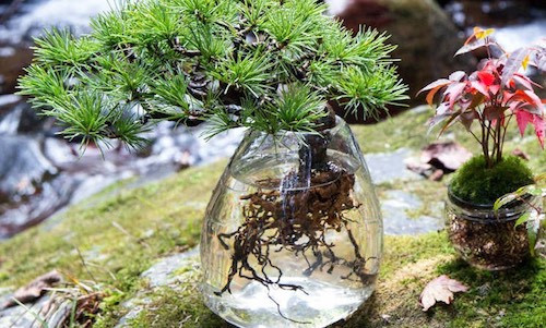 Mới đây, giới cây cảnh nghệ thuật đã cho ra mắt những tác phẩm bonsai độc đáo được trồng, chăm sóc và uốn theo phương pháp thủy canh (aqua bonsai). Ảnh: Bonsai Empire.