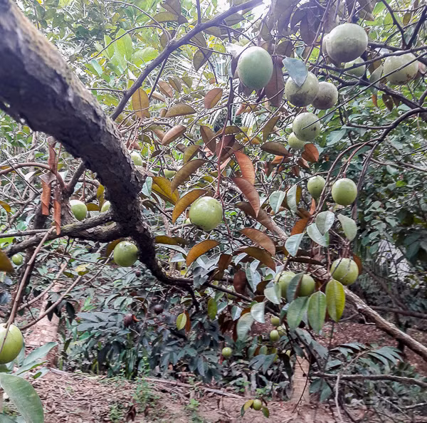 Sự kiện xuất khẩu lô vú sữa đầu tiên sang thị trường Mỹ là niềm tự hào của người dân trồng vú sữa, là động lực giúp bà con yên tâm canh tác. Ảnh: Baosoctrang.