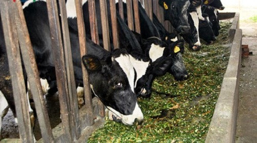 Hơn nửa thế kỷ chăn nuôi bò sữa, số lượng đàn bò sữa Mộc Châu tăng lên hàng năm. Ảnh: VOV.