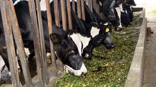 Hơn nửa thế kỷ chăn nuôi bò sữa, số lượng đàn bò sữa Mộc Châu tăng lên hàng năm. Ảnh: VOV.