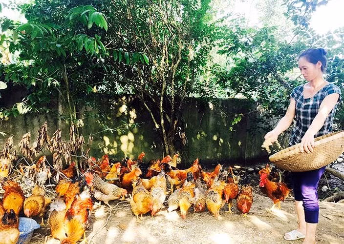 Ðàn gà Tiên Yên nuôi gần 5 tháng của gia đình chị Trần Thị Bình (thôn Bản Cải, xã Phong Dụ) cân nặng trung bình gần 2kg/con.(Ảnh: Báo Quảng Ninh)